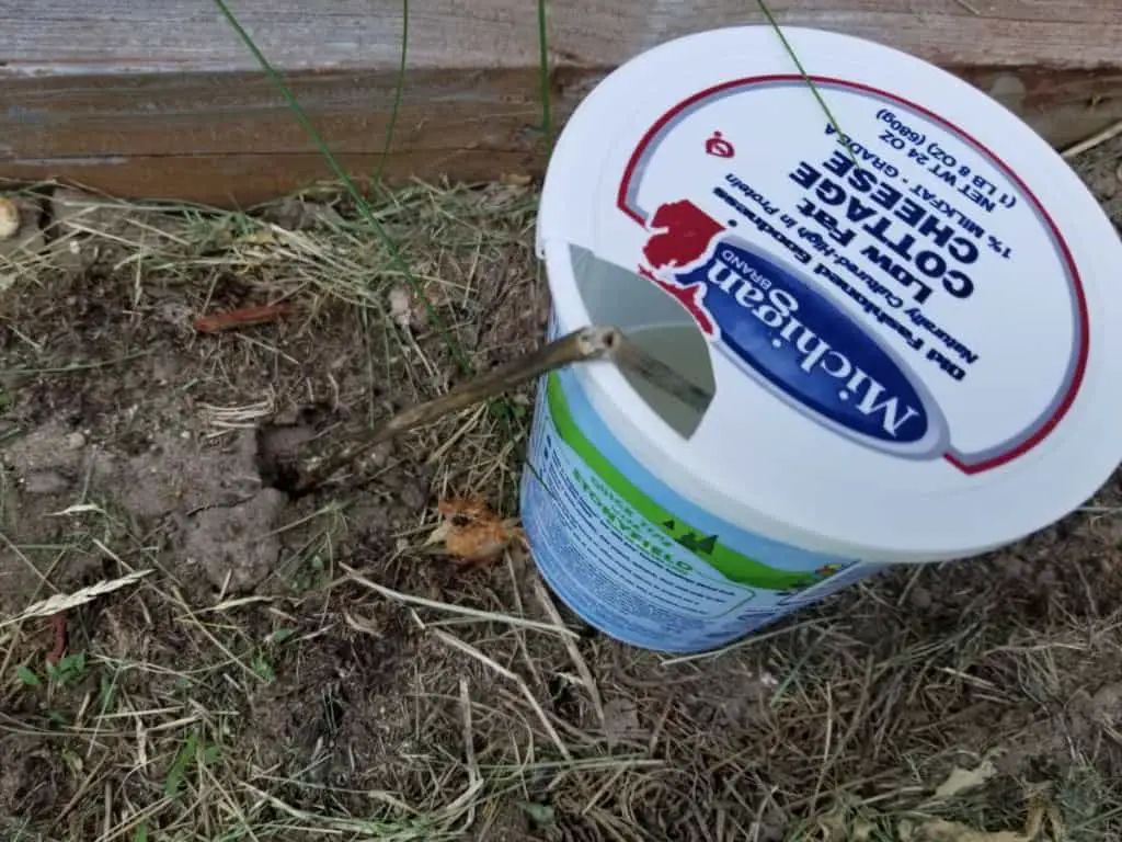 homemade ant trap