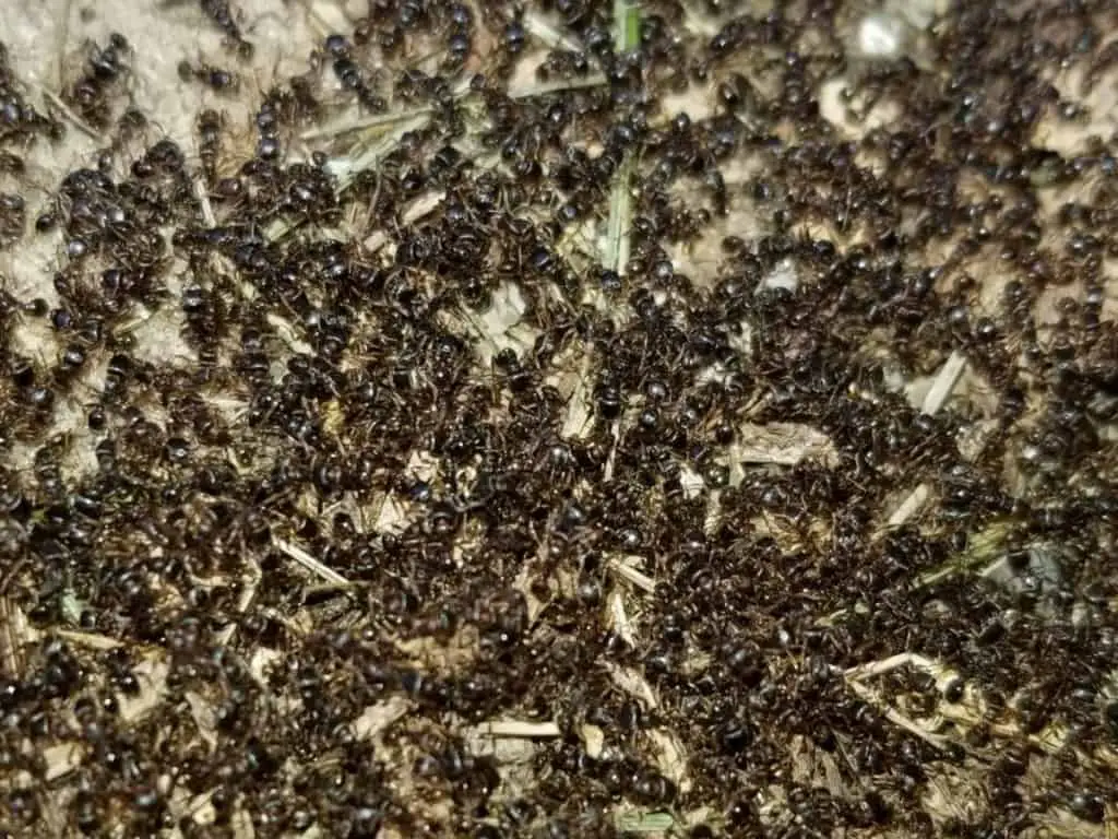 ants