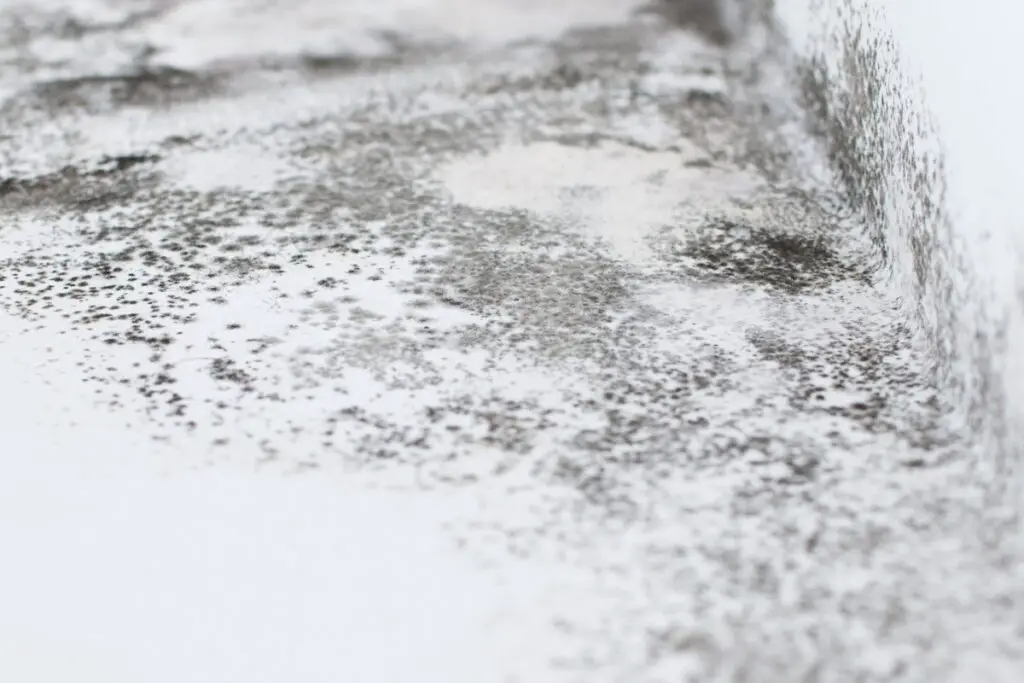 image of mold spores in a boat.