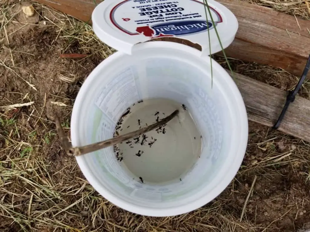 ants drowning in trap
