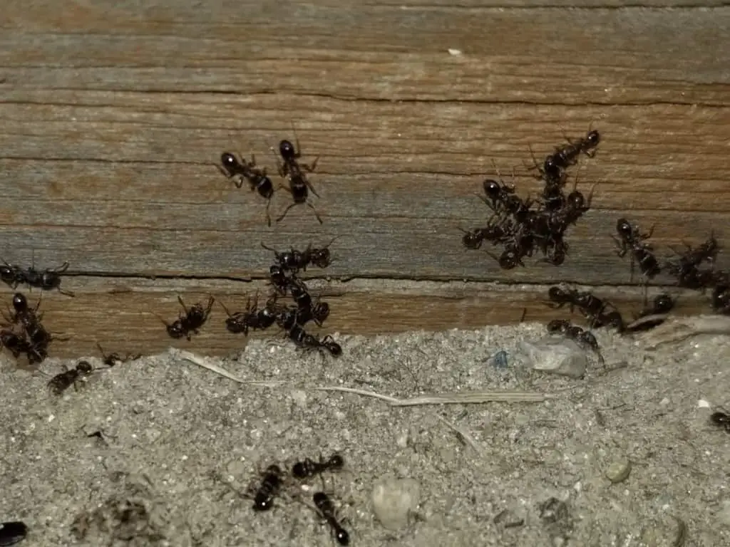 ants crawling